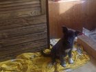 Свежее фотографию Продажа собак, щенков Щенки даром 32661189 в Твери
