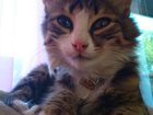 Свежее изображение Потерянные Найден котенок ТИХОН 33159355 в Твери