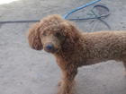 Скачать бесплатно изображение Вязка собак МАЛЬЧИК ИЩЕТ НЕВЕСТУ для встреч 40735514 в Улан-Удэ