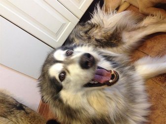 Уникальное foto Вязка собак Аляскинский маламут (девочка) ищет пару для вязки, Срочно 32951093 в Великом Новгороде