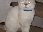 Увидеть фотографию Потерялись животные Пропал котик Вислоухий шотландец 82476088 в Владикавказе