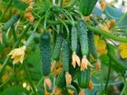 Увидеть изображение Растения купите семена тепличных огурцов и помодоров 32366785 в Волгограде