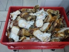  foto       33765165  