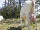 Просмотреть фотографию  Продаю дойную козу, 36977475 в Волгограде