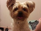 Просмотреть фотографию Вязка собак Красивый,веселый и очень активный Йорк,ищет себе мадам для рождения красивых щенков 37996438 в Воронеже