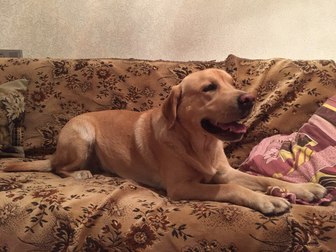 Увидеть изображение Вязка собак Лабрадор ретривер, кобель для вязки 45092645 в Воронеже