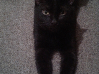 Новое foto Потери Пропала любимая черная кошка! 68034075 в Воронеже