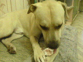 Просмотреть фотографию Вязка собак Кабель для вязки бесплатно, для здоровья 81082816 в Воронеже