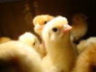 Смотреть фотографию Птички Продаю подрощенных цыплят бройлеров и кур-несушек, 32549151 в Зеленограде