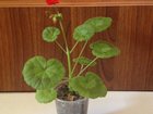 Уникальное фото Растения Молодая герань почти даром 33653547 в Зеленограде