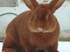Просмотреть изображение Корм для животных Комбикорм для кроликов (молодняк 30-135 дней) 56446605 в Железнодорожном